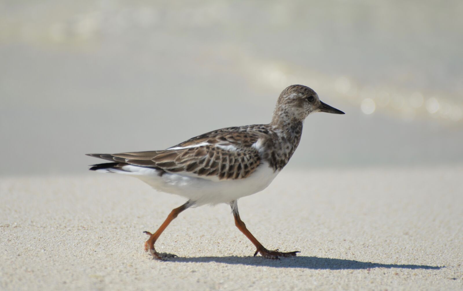 Nikon D610 sample photo. Woodcock, beach, bird photography
