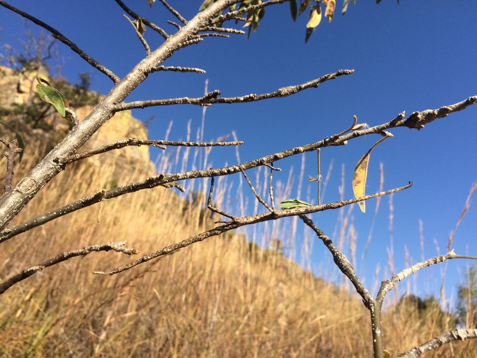 iPhone 5s back camera 4.15mm f/2.2 sample photo. Stick, insect, madagascar photography