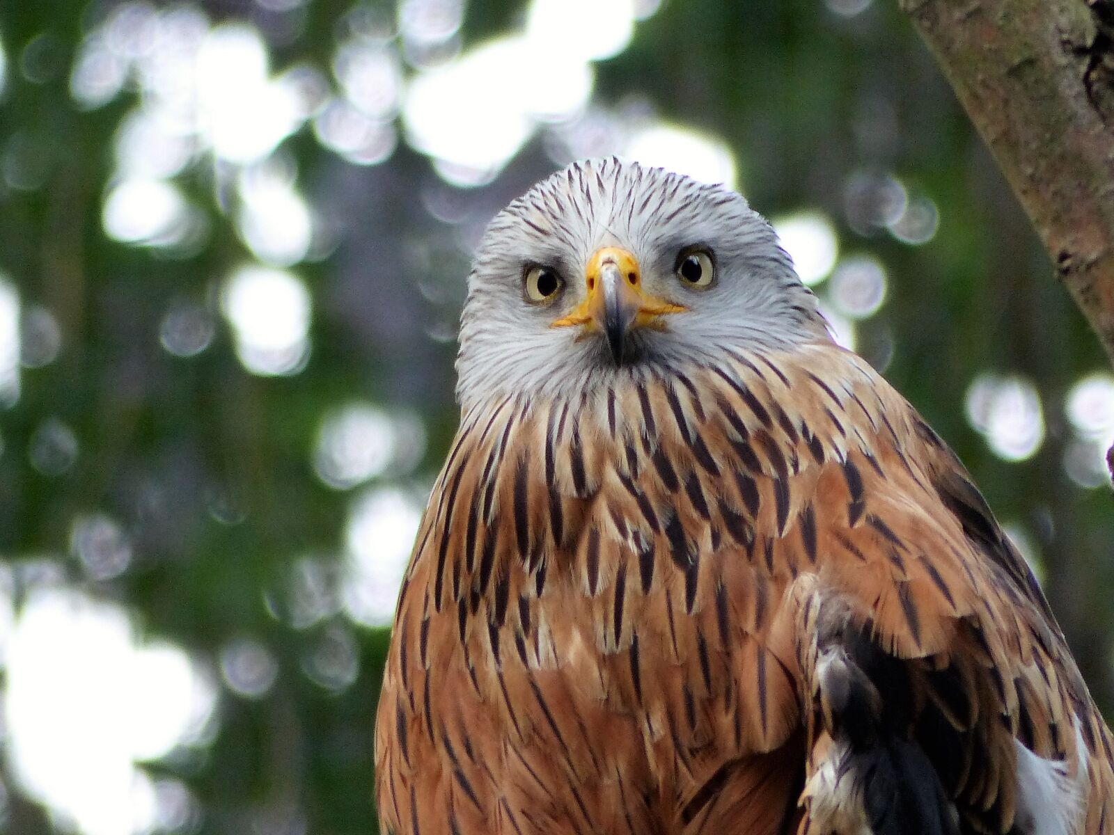 Panasonic Lumix DMC-FZ200 sample photo. Bird, zoo, birds photography