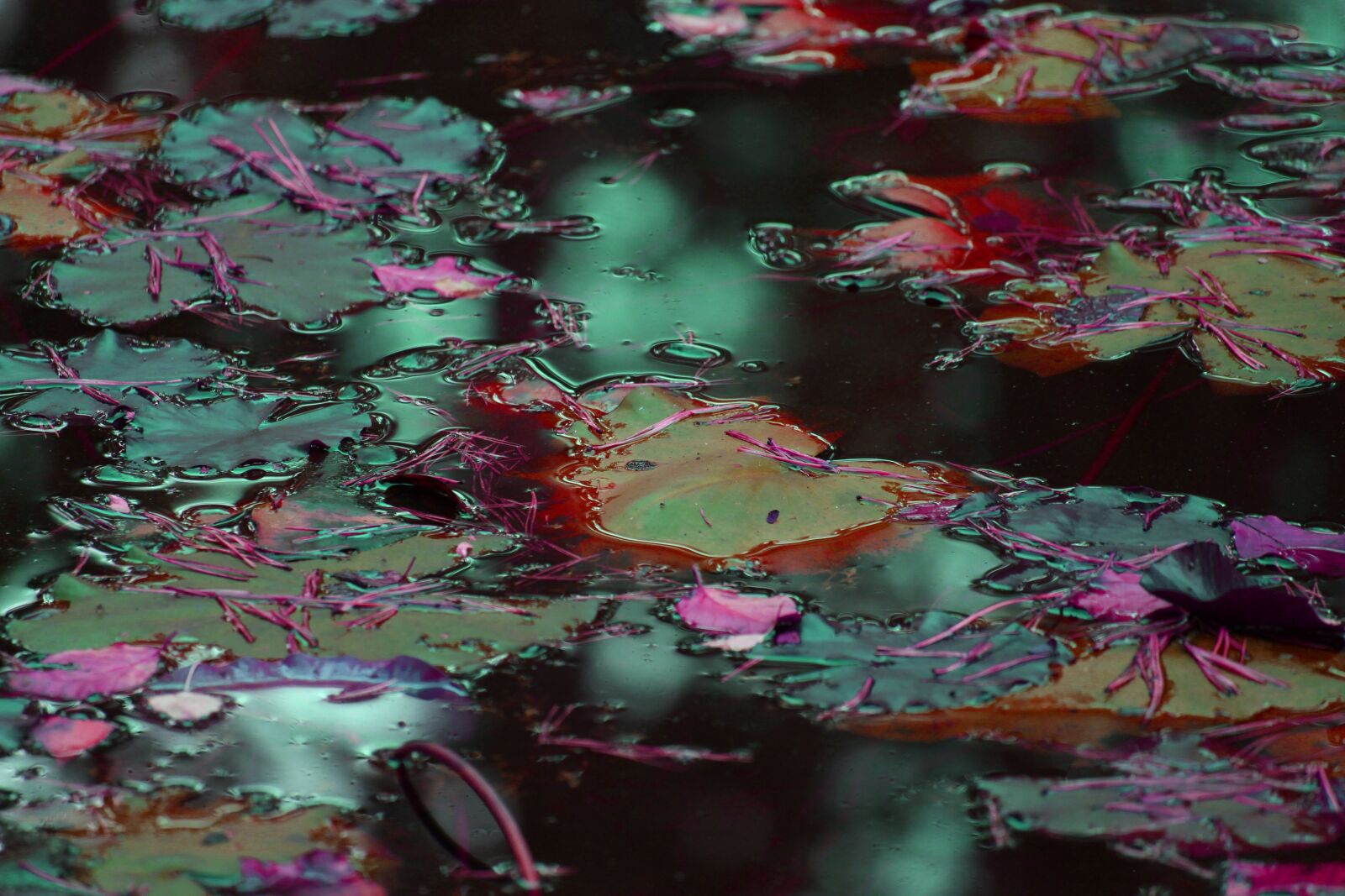Canon EF-S 55-250mm F4-5.6 IS STM sample photo. Lake, water lilies, evening photography