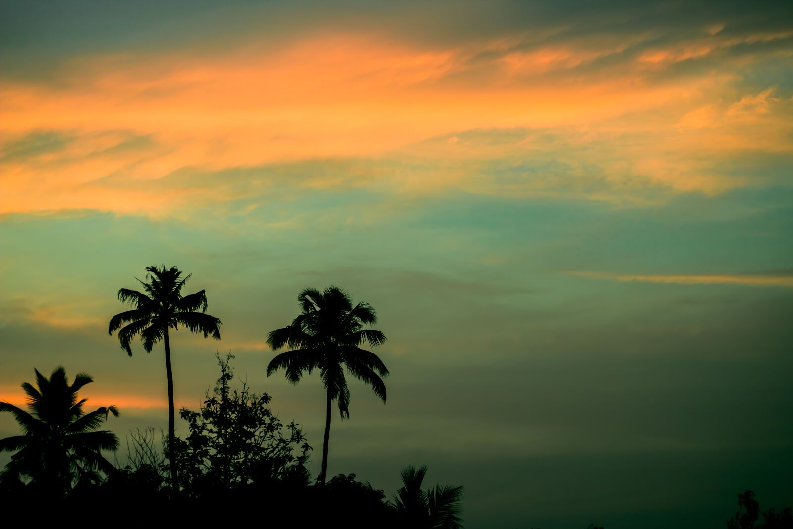 Canon EF 50mm F1.8 STM sample photo. Sunset, palm trees, coconuts photography