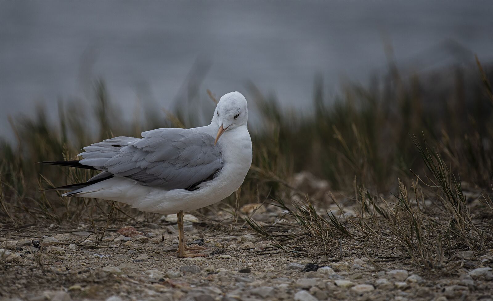 Nikon D810 sample photo. Seagull, bird, sea photography