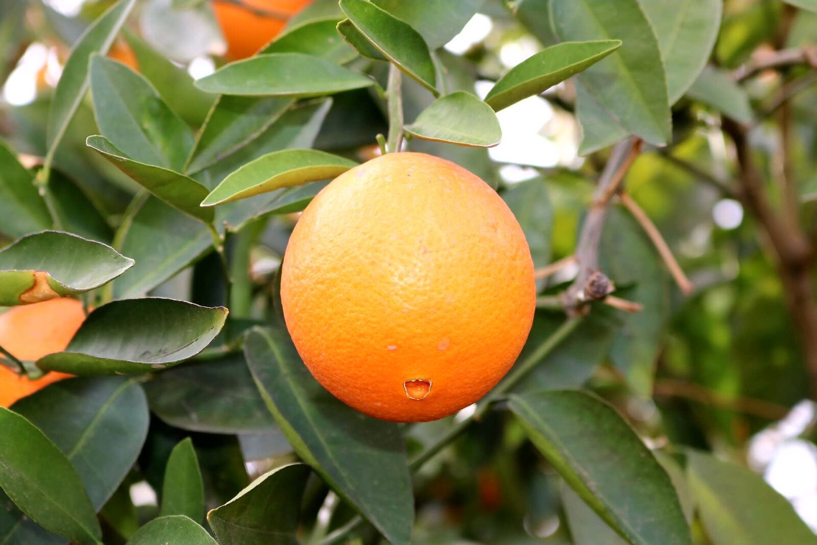 Canon EOS 750D (EOS Rebel T6i / EOS Kiss X8i) sample photo. Fruit, leaf, nature photography