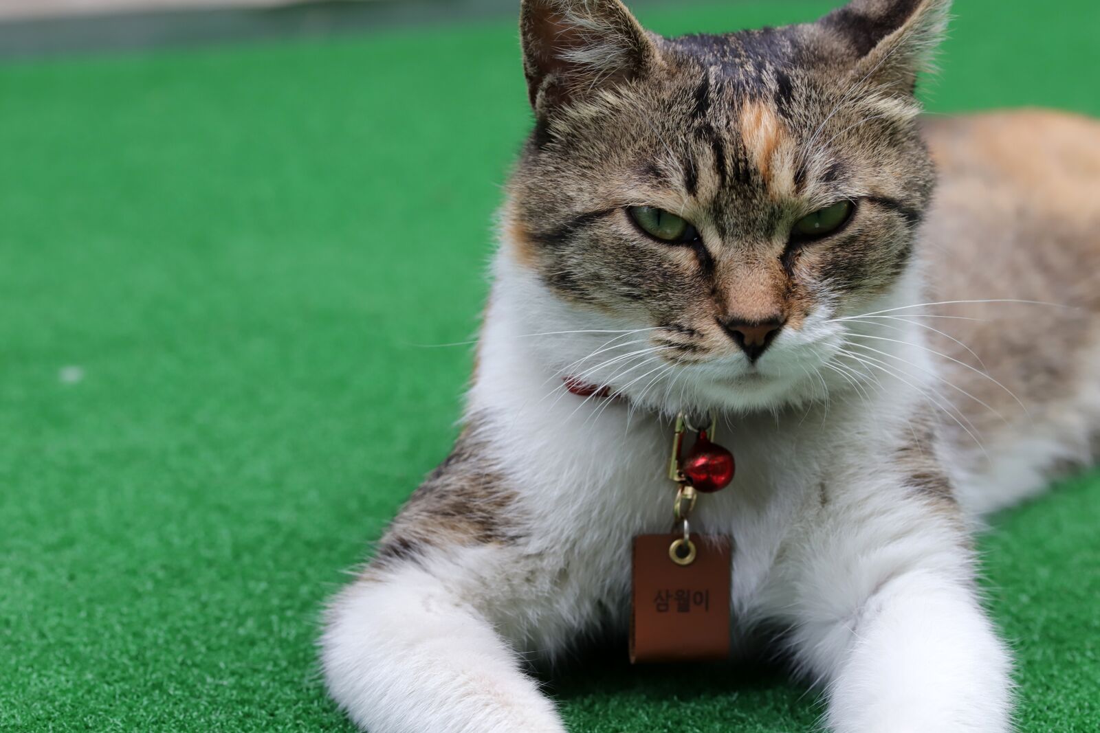 Canon EOS 6D Mark II sample photo. Cat, street cat, gilnyangyi photography