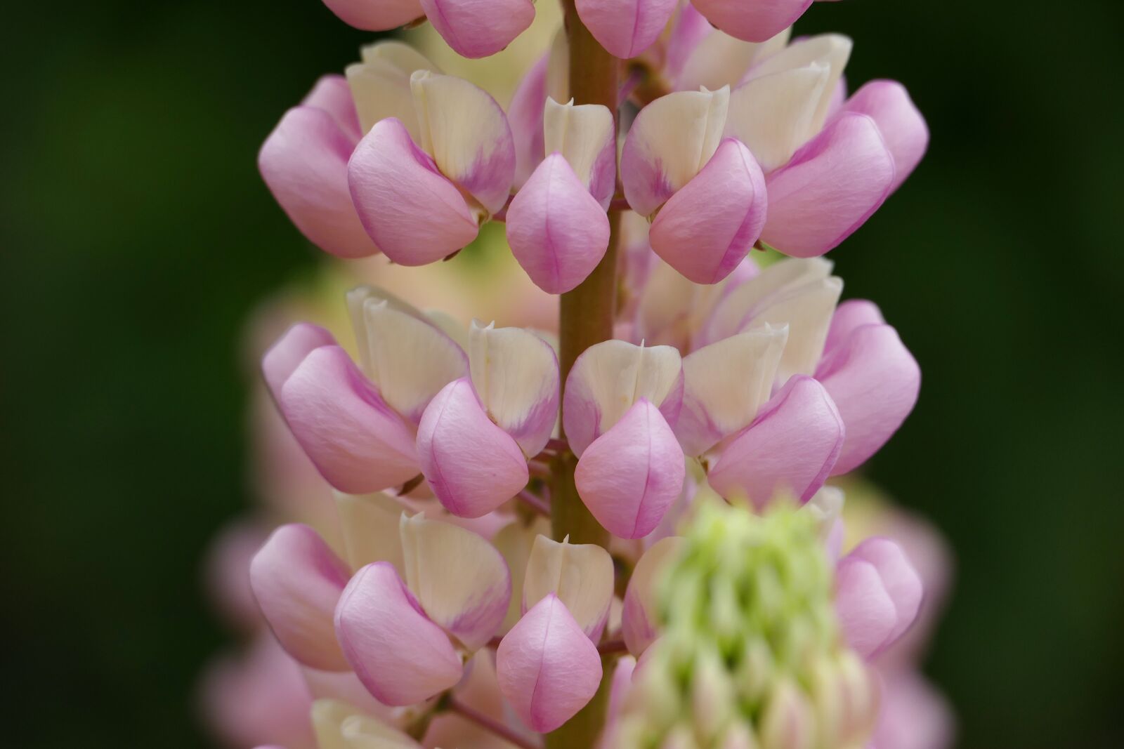 Leica V-Lux (Typ 114) sample photo. Lupine, lupinus, flower photography