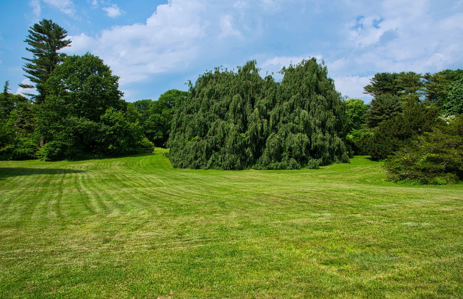 Nikon D750 sample photo. Trees, planting fields, summer photography