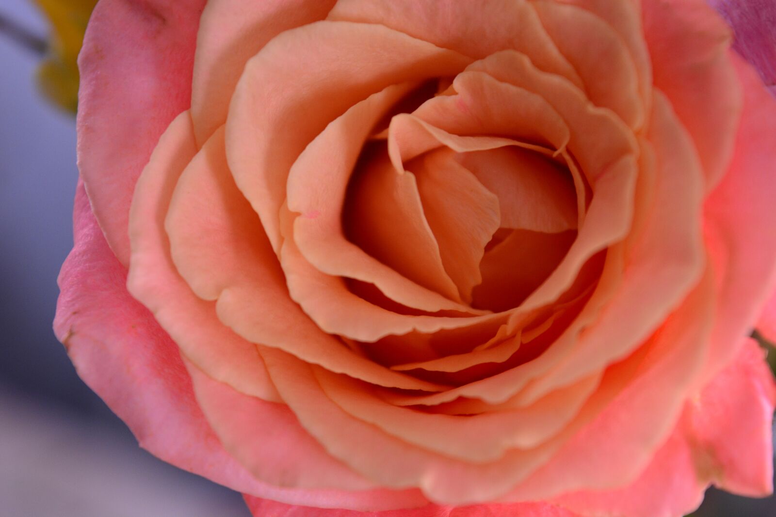 Nikon D5200 sample photo. Flowers, rose, nature photography