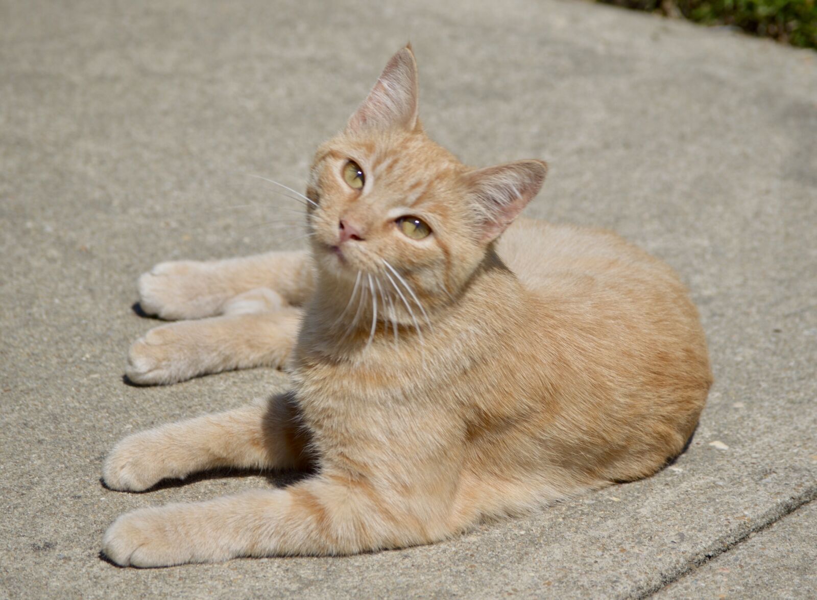 Nikon D3200 sample photo. Orange cat, kitten, tabby photography
