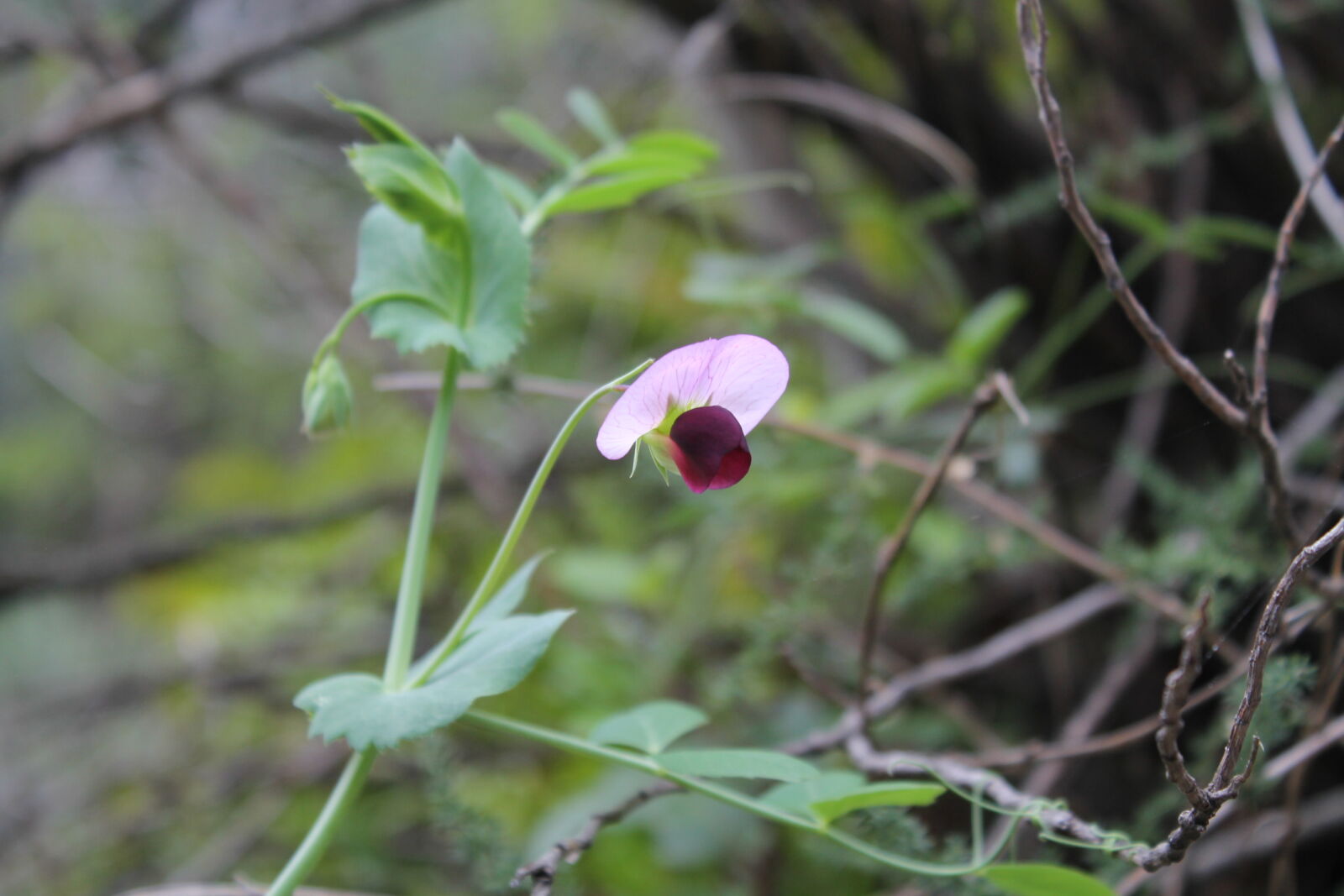 Canon EOS 1100D (EOS Rebel T3 / EOS Kiss X50) sample photo. Flower, forest, nature, pink photography