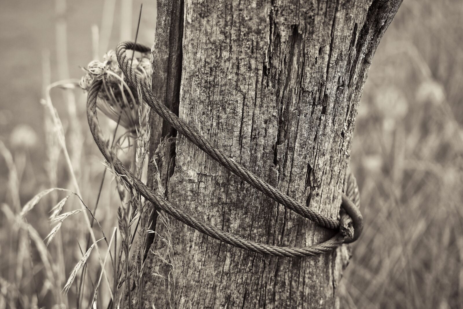 Olympus OM-D E-M10 sample photo. Fence, pile, wood photography
