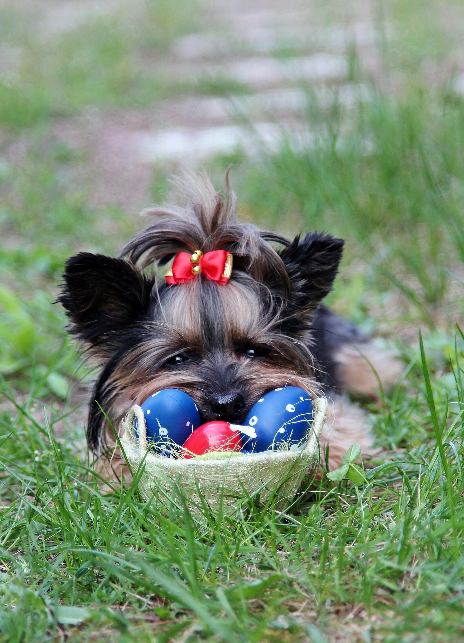 Canon EF 24-105mm F4L IS USM sample photo. Yorkie, eggs, bow photography