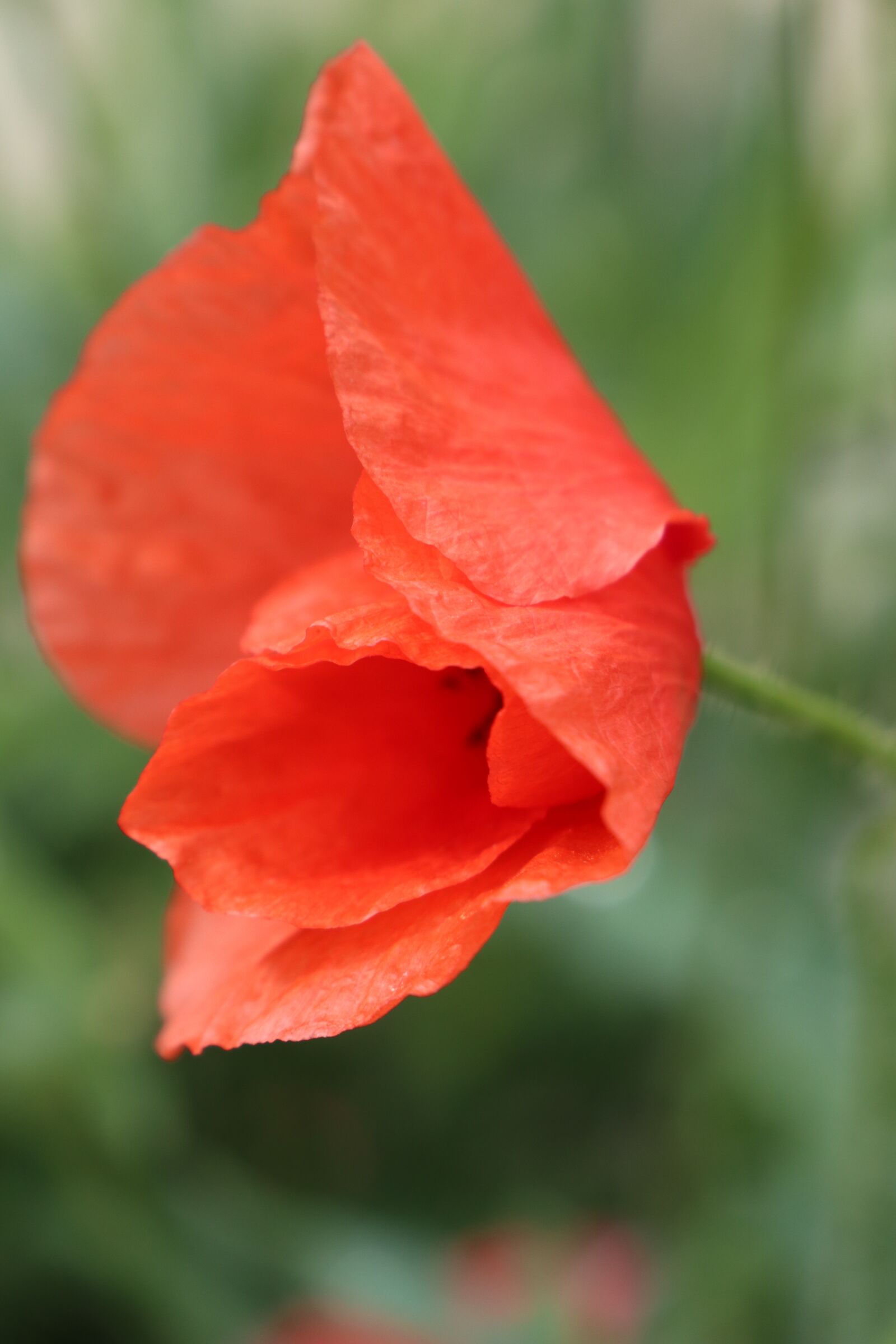Canon EOS M6 sample photo. Summer, poppy, red photography