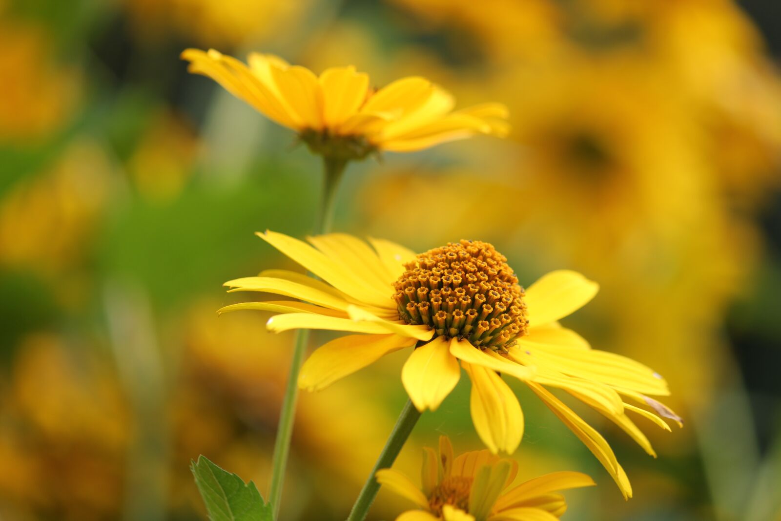 Canon EOS 550D (EOS Rebel T2i / EOS Kiss X4) sample photo. Yellow, flower, bloom photography