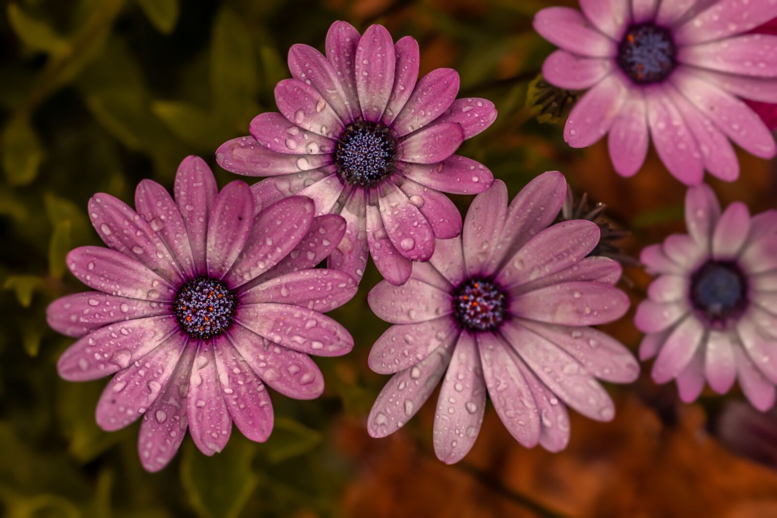 Canon EF 100mm F2.8L Macro IS USM sample photo. Flower, garden, nature photography