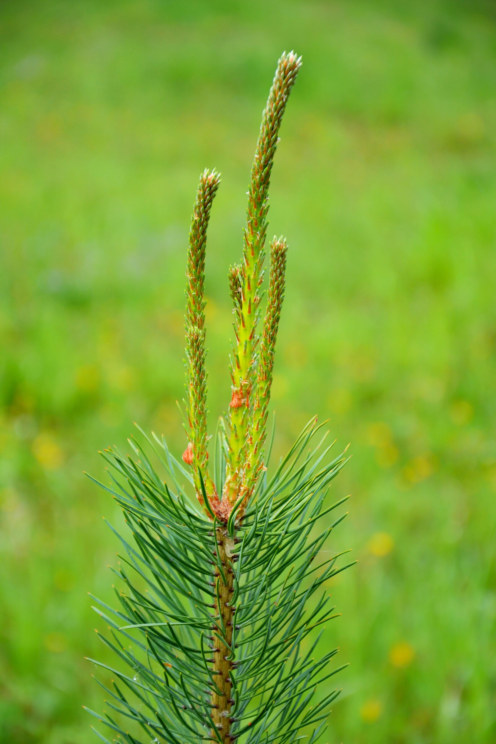 Nikon D3100 sample photo. Pine, tree, nature photography