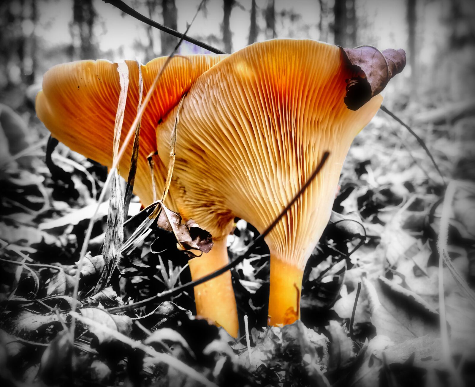 Panasonic Lumix DMC-FZ1000 sample photo. Mushrooms, forest, nature photography