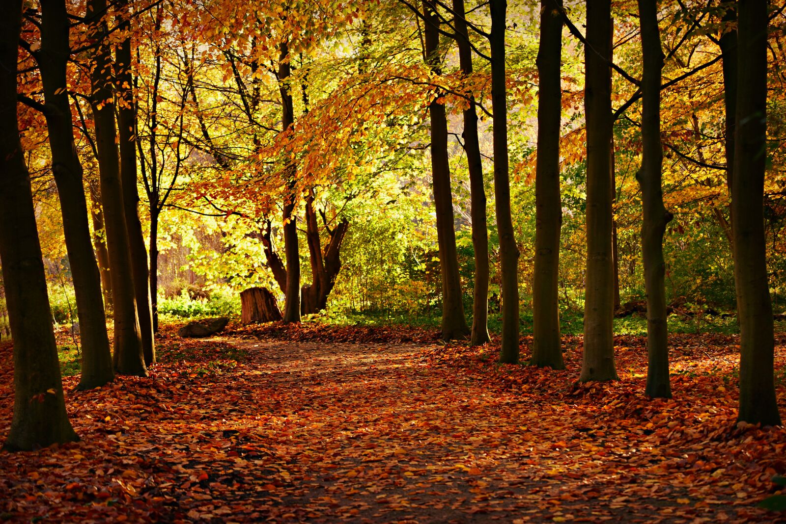 Nikon D750 sample photo. Trees, row, tree lined photography
