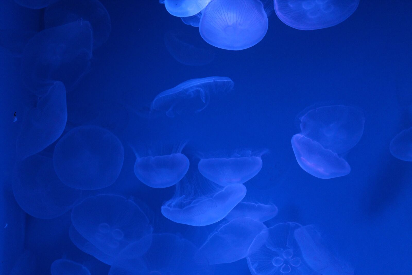 Canon EOS 600D (Rebel EOS T3i / EOS Kiss X5) sample photo. Nature, jellyfish, sea photography