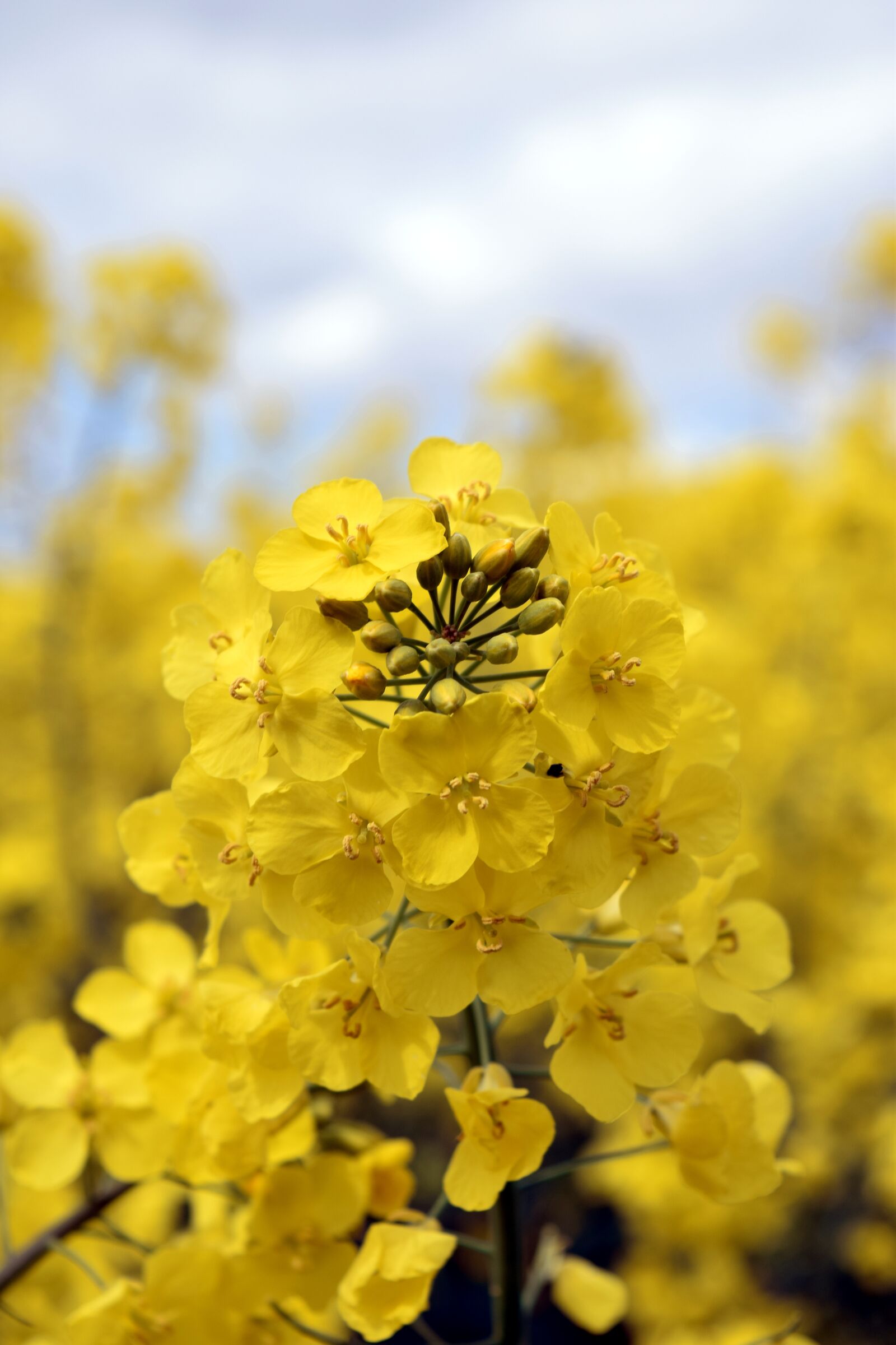 Nikon D5300 sample photo. Oilseed rape, field, yellow photography