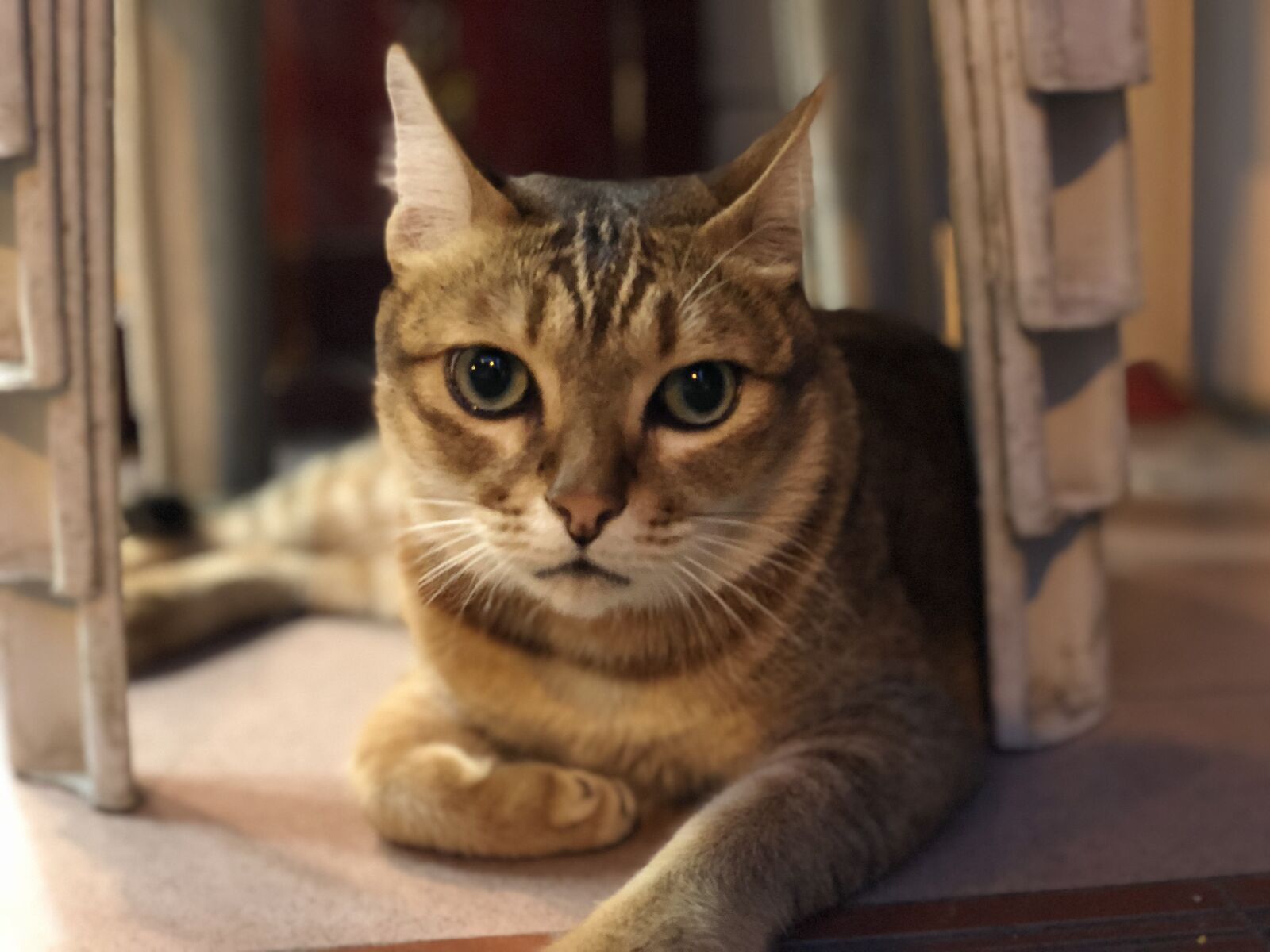 iPhone X back dual camera 6mm f/2.4 sample photo. Cat, cat, face photography