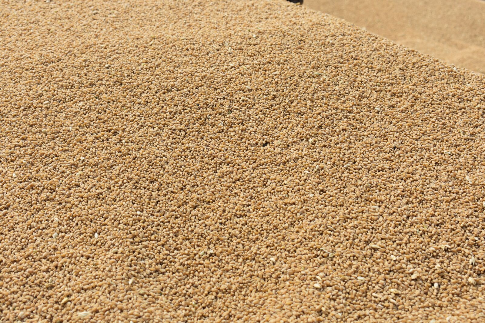 Nikon D3400 sample photo. Seed, wheat, grain photography