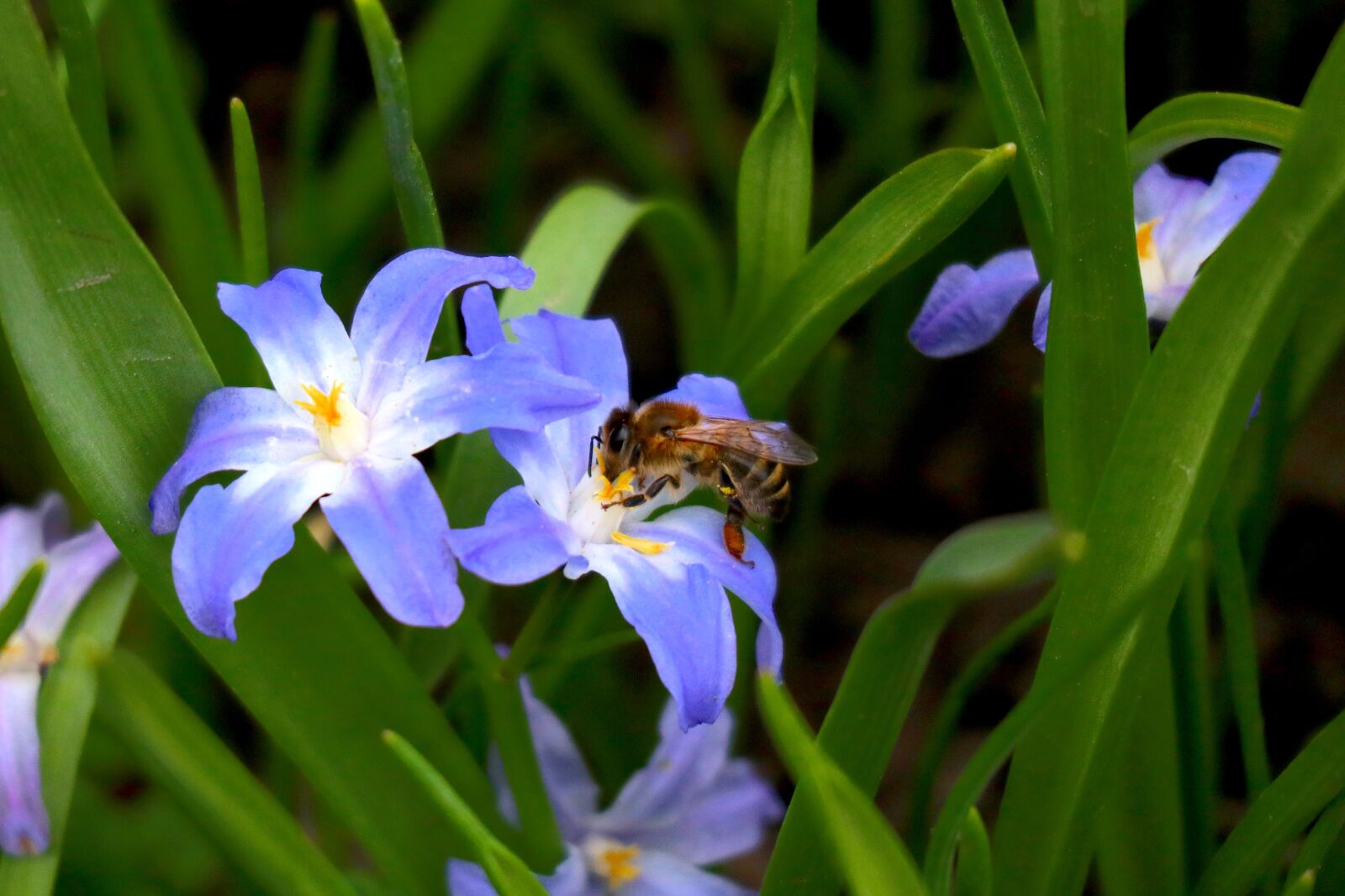 Canon EOS M100 sample photo. Spring flowers, bee, spring photography