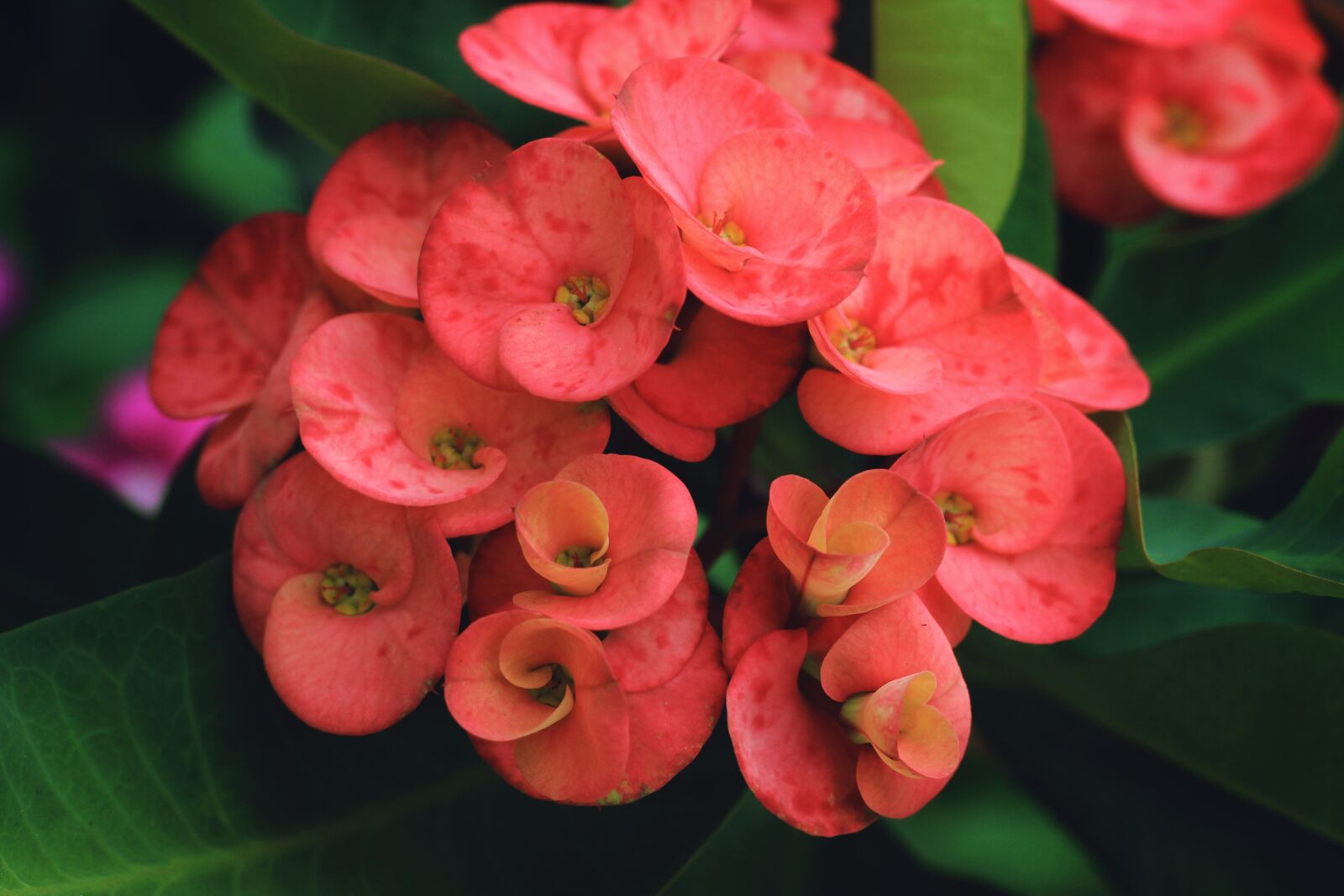 Canon EOS 600D (Rebel EOS T3i / EOS Kiss X5) + Canon EF 50mm F1.8 STM sample photo. Flowers, petals, garden photography