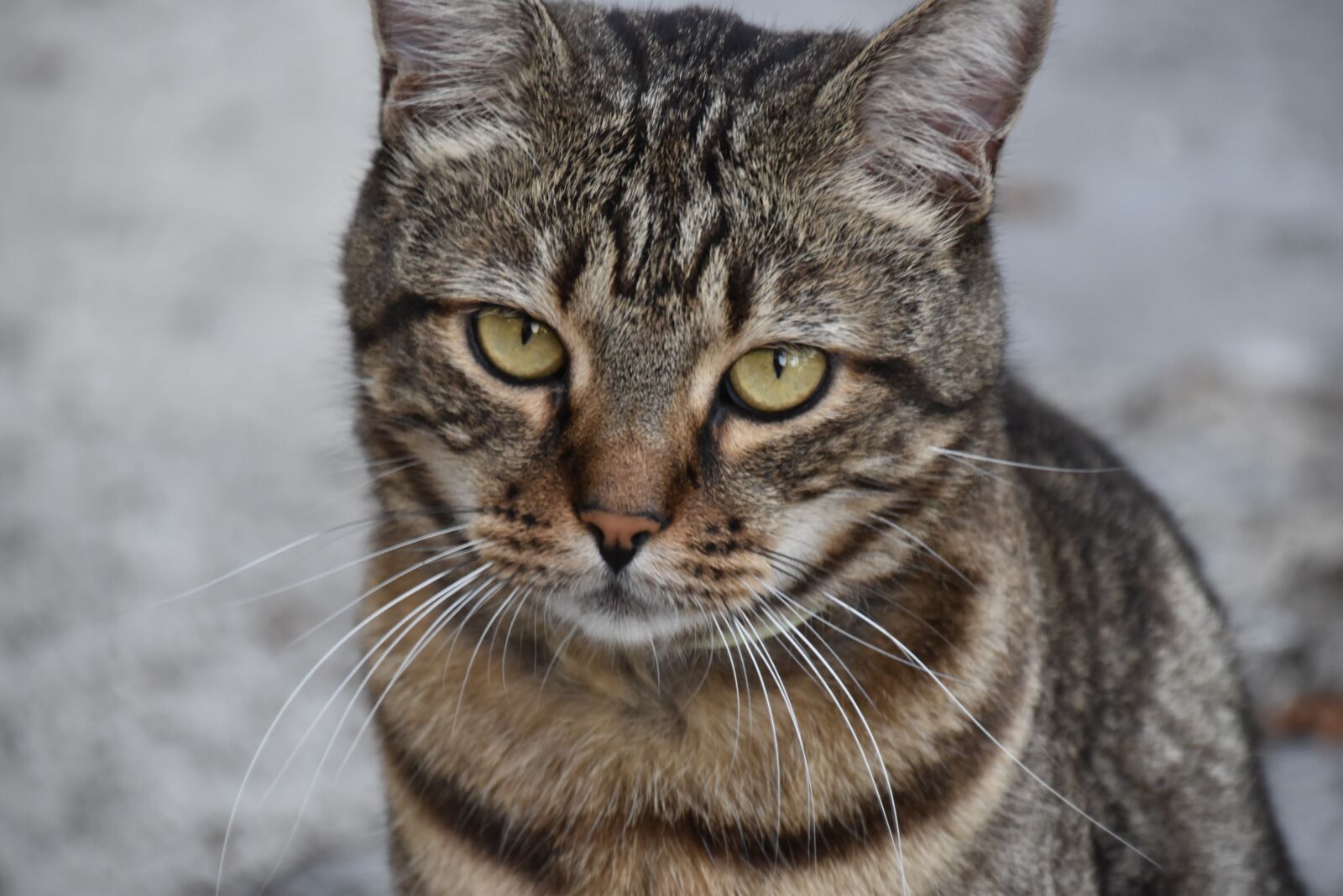 Nikon D5600 sample photo. Cat, sad, sweet photography