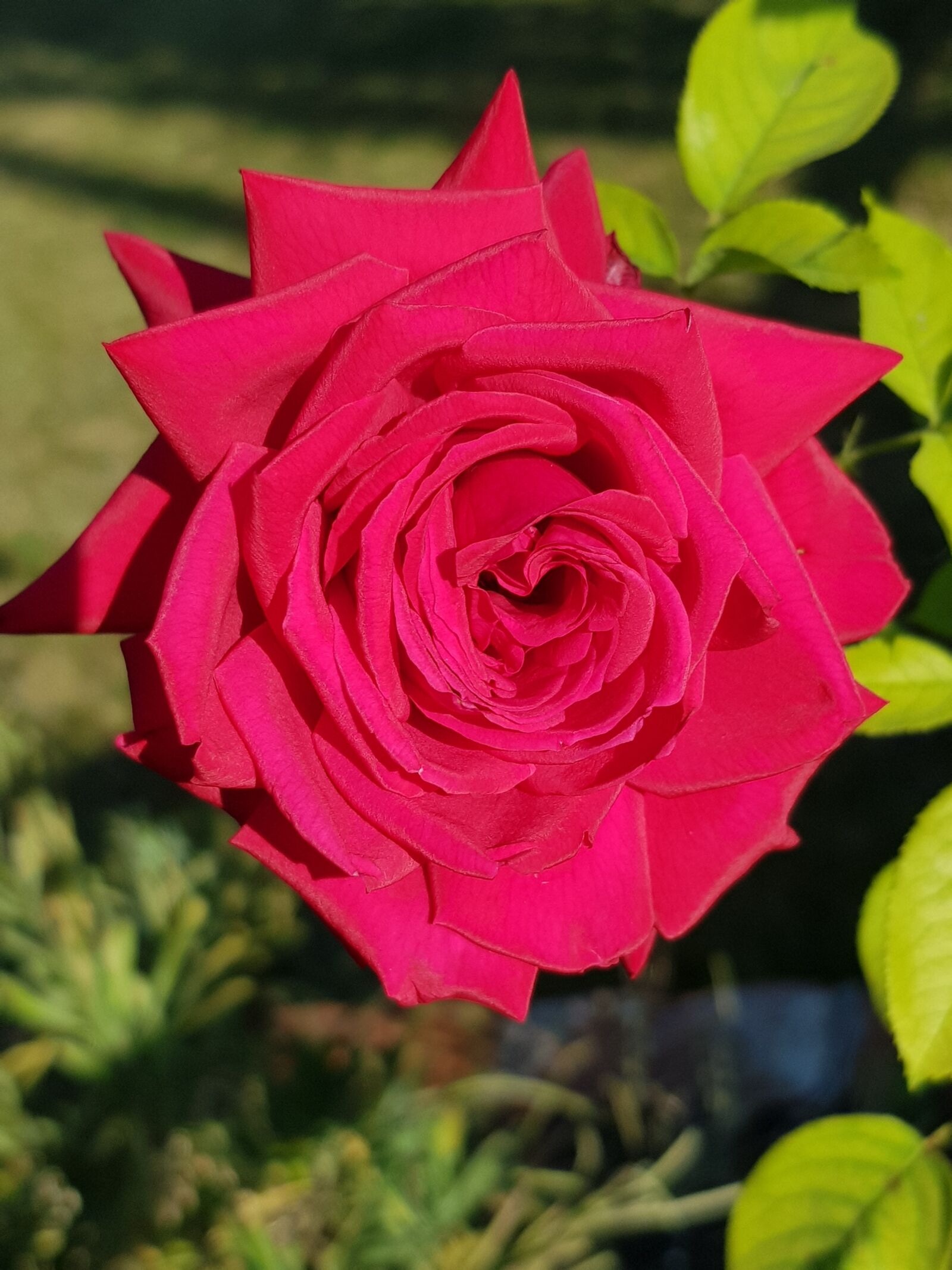 Samsung SM-N950F sample photo. Red rose, rose, bloom photography