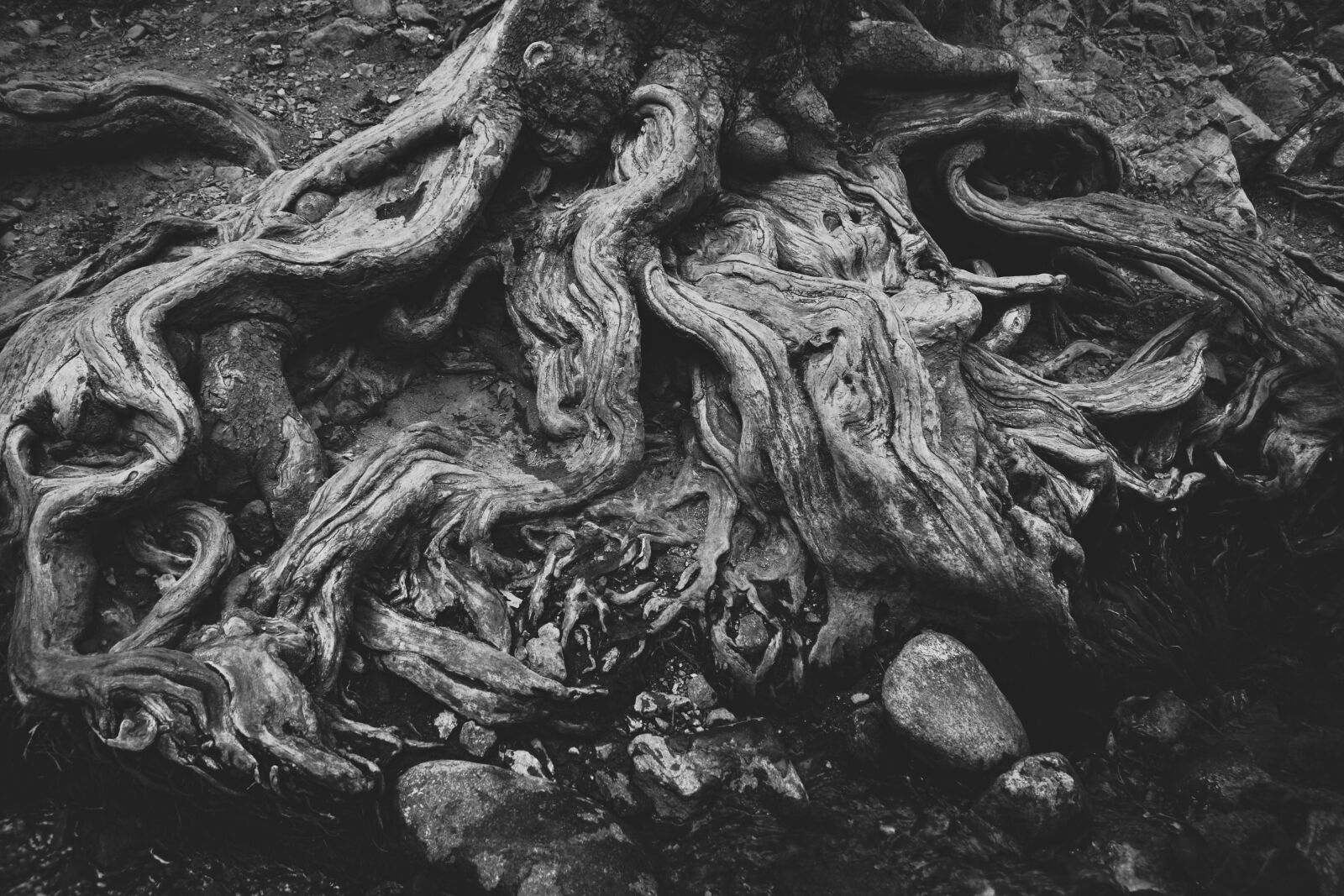 Nikon D3300 sample photo. Roots, dry, tree photography