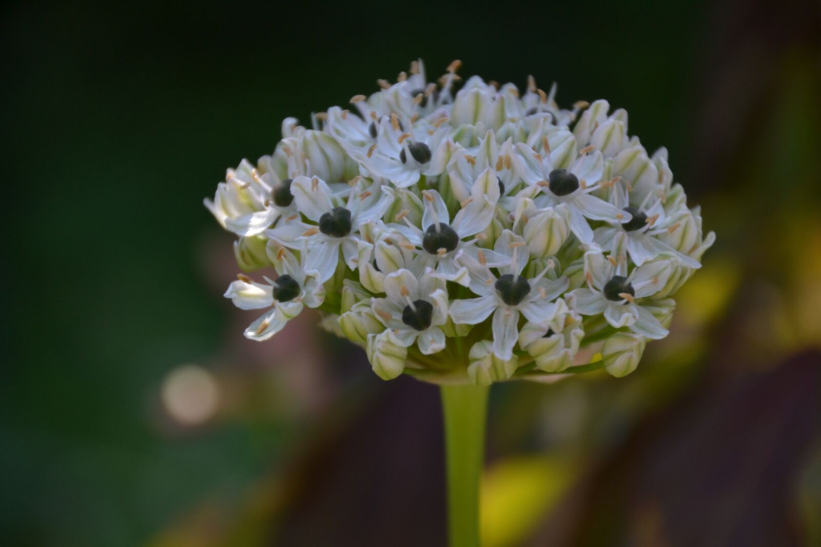 Nikon D3100 sample photo. Allium, flower, garden photography