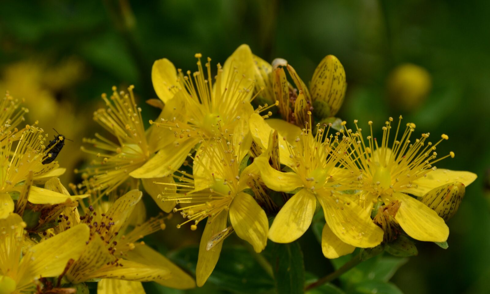 Nikon D3100 sample photo. Flower, plant, yellow photography