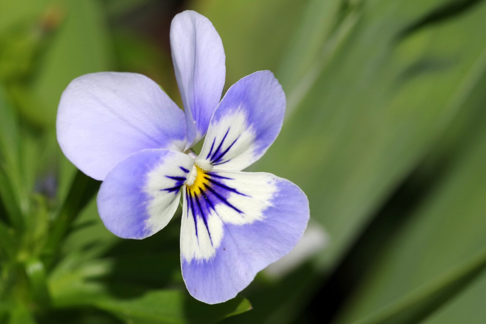 Pentax K-S2 sample photo. Pansy, flower, blue photography