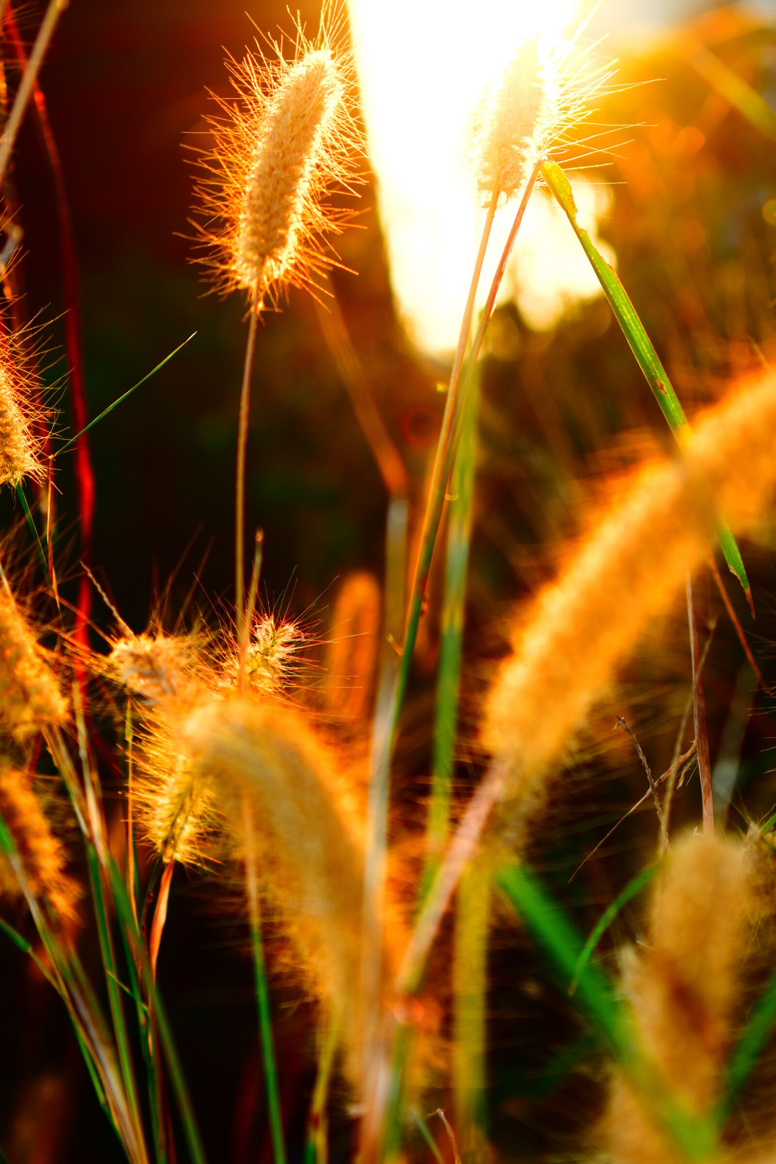 Nikon D3400 sample photo. Wheat field, sunset, agriculture photography