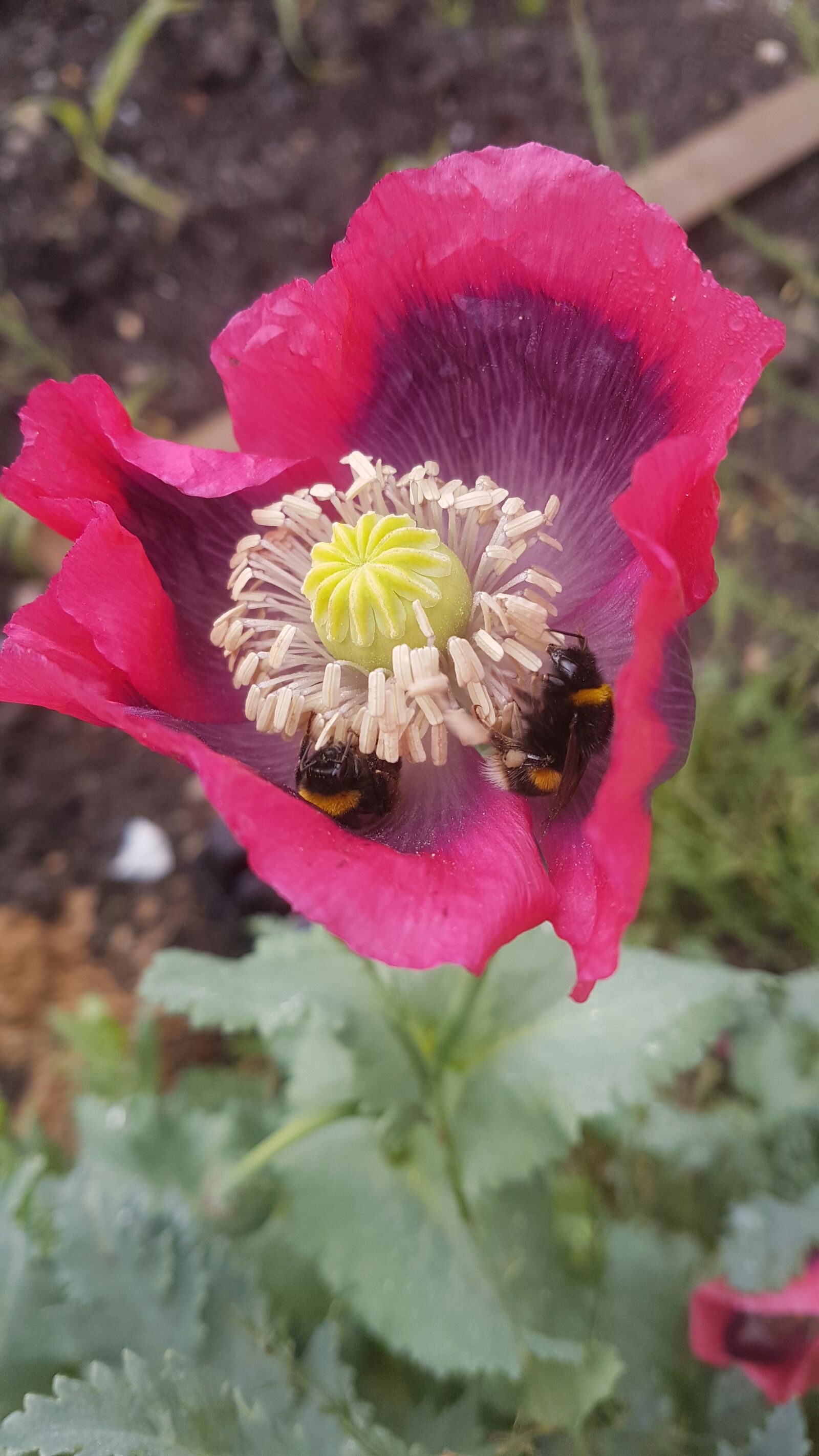 Samsung Galaxy S7 Edge sample photo. Garden, flowers, poppy photography