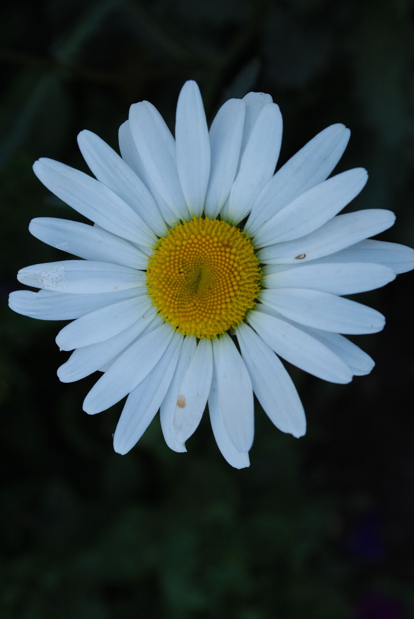 Nikon D3000 sample photo. Nature, plant, flower photography