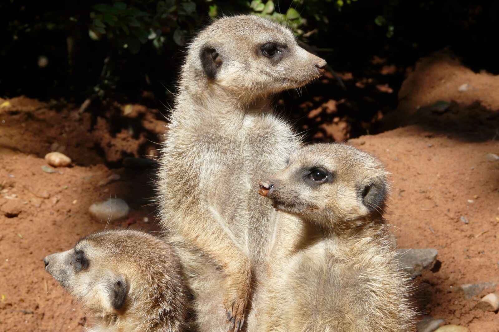 Panasonic DMC-FZ18 sample photo. Meerkat, family, attention photography