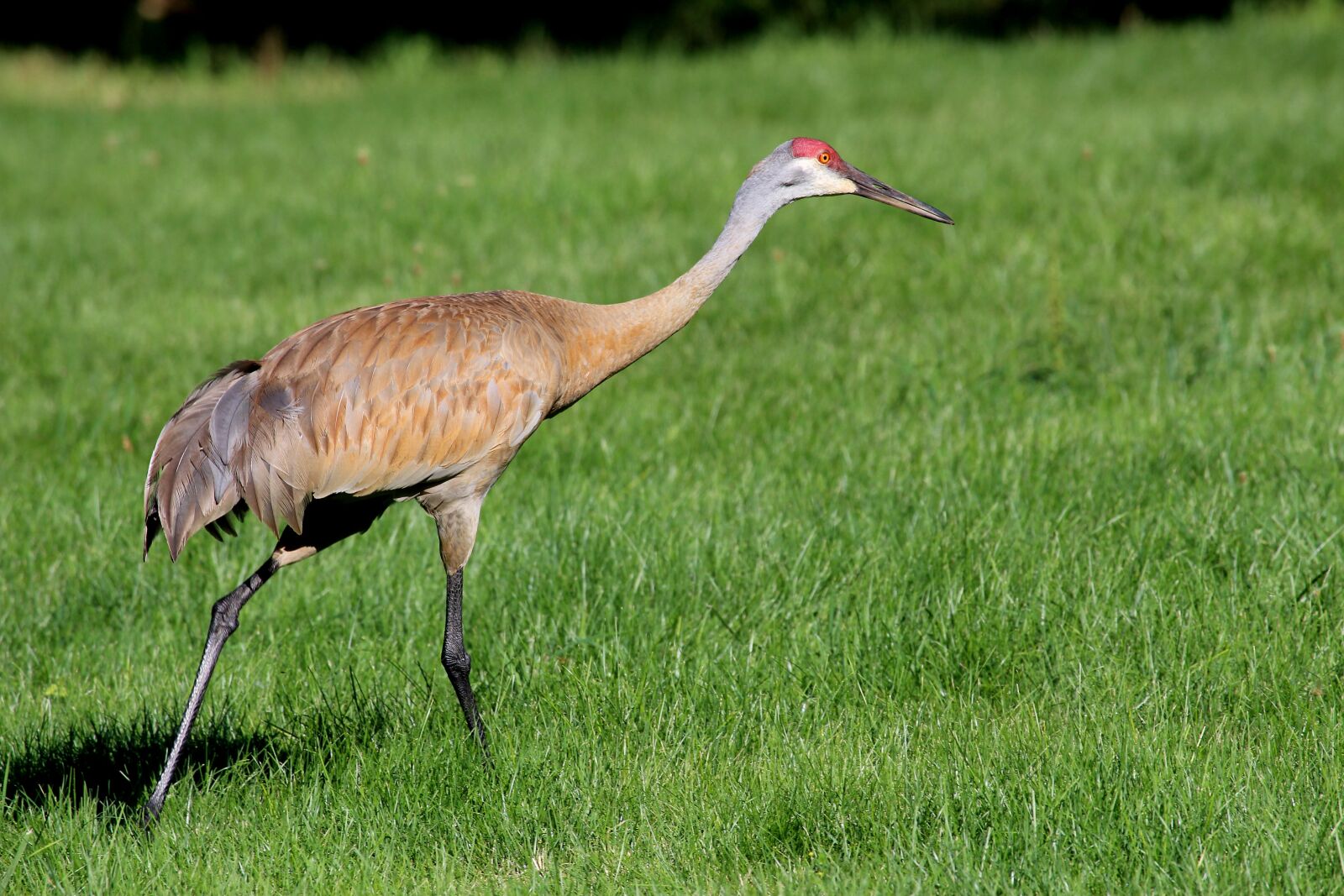Canon EF 100-400mm F4.5-5.6L IS USM sample photo. Crane, birds, feather photography