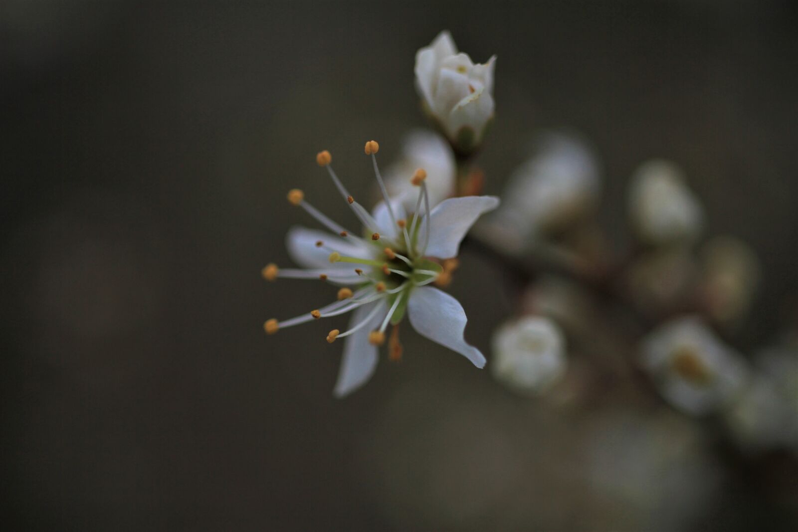 Canon EOS 7D sample photo. Blossom, bloom, branch photography