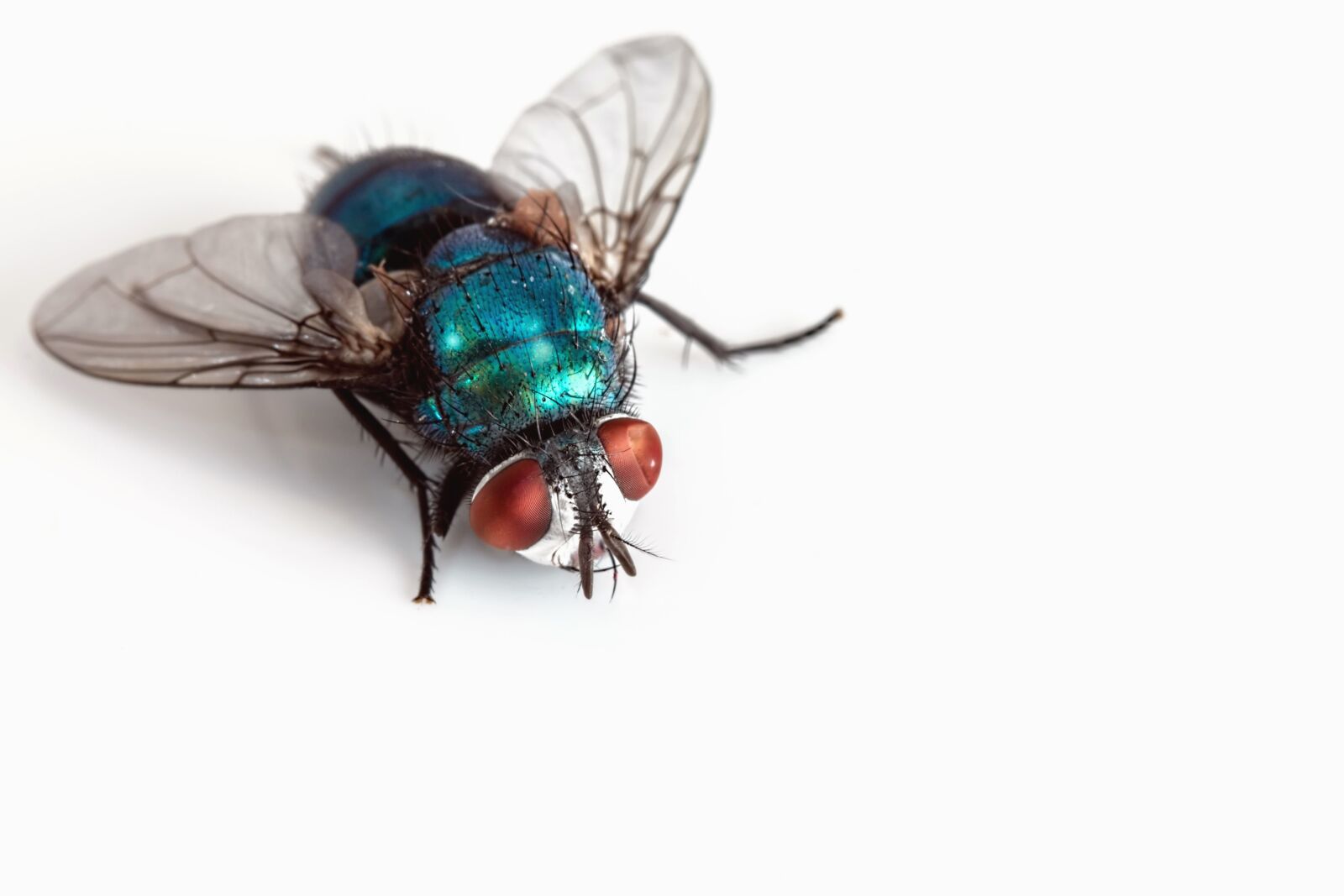 Canon EOS 70D sample photo. Insect, fly, wing, macro photography