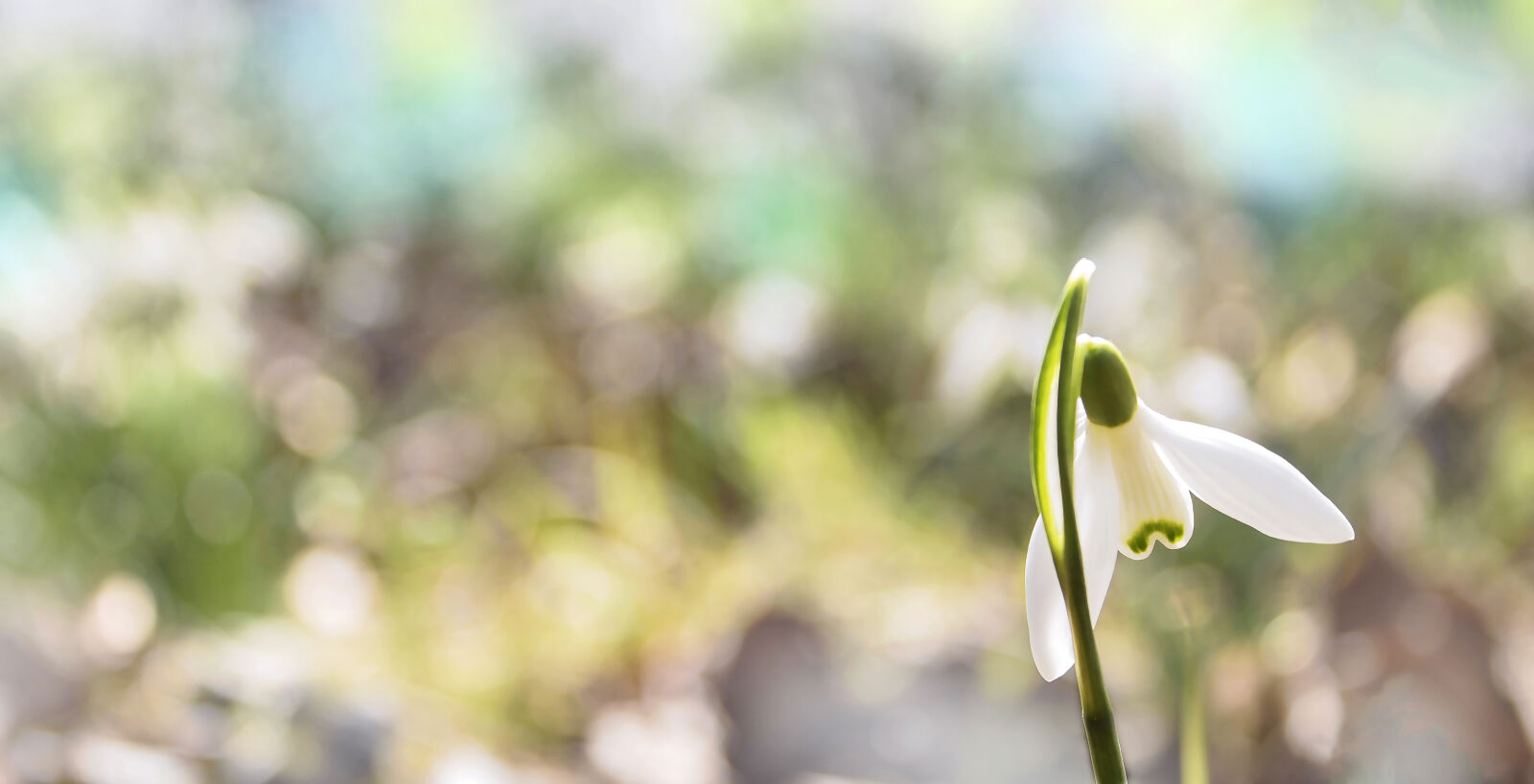 Canon EOS 1100D (EOS Rebel T3 / EOS Kiss X50) sample photo. Easter, flower, season, snowdrop photography