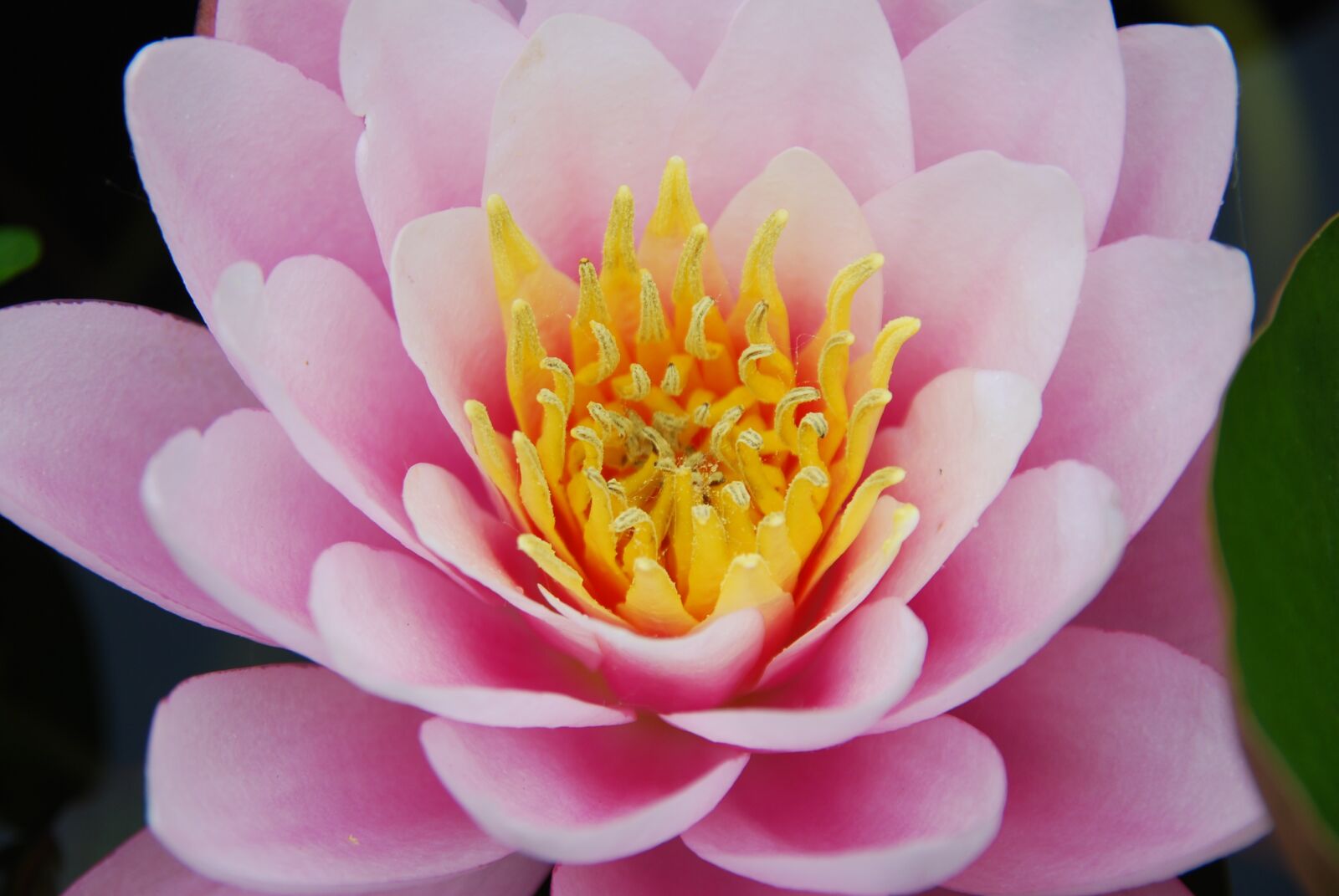 Nikon D80 sample photo. Nature, flower, water lily photography