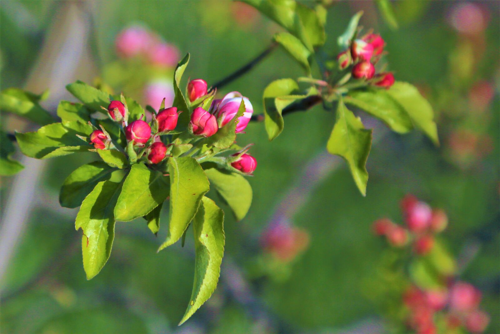 Canon EF 24-105mm F4L IS USM sample photo. Flowers, spring, apple photography