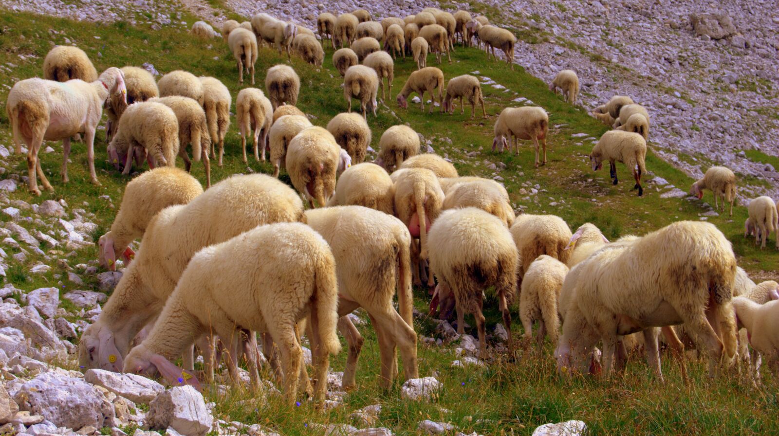 Nikon D60 sample photo. Flock, sheep, browse photography