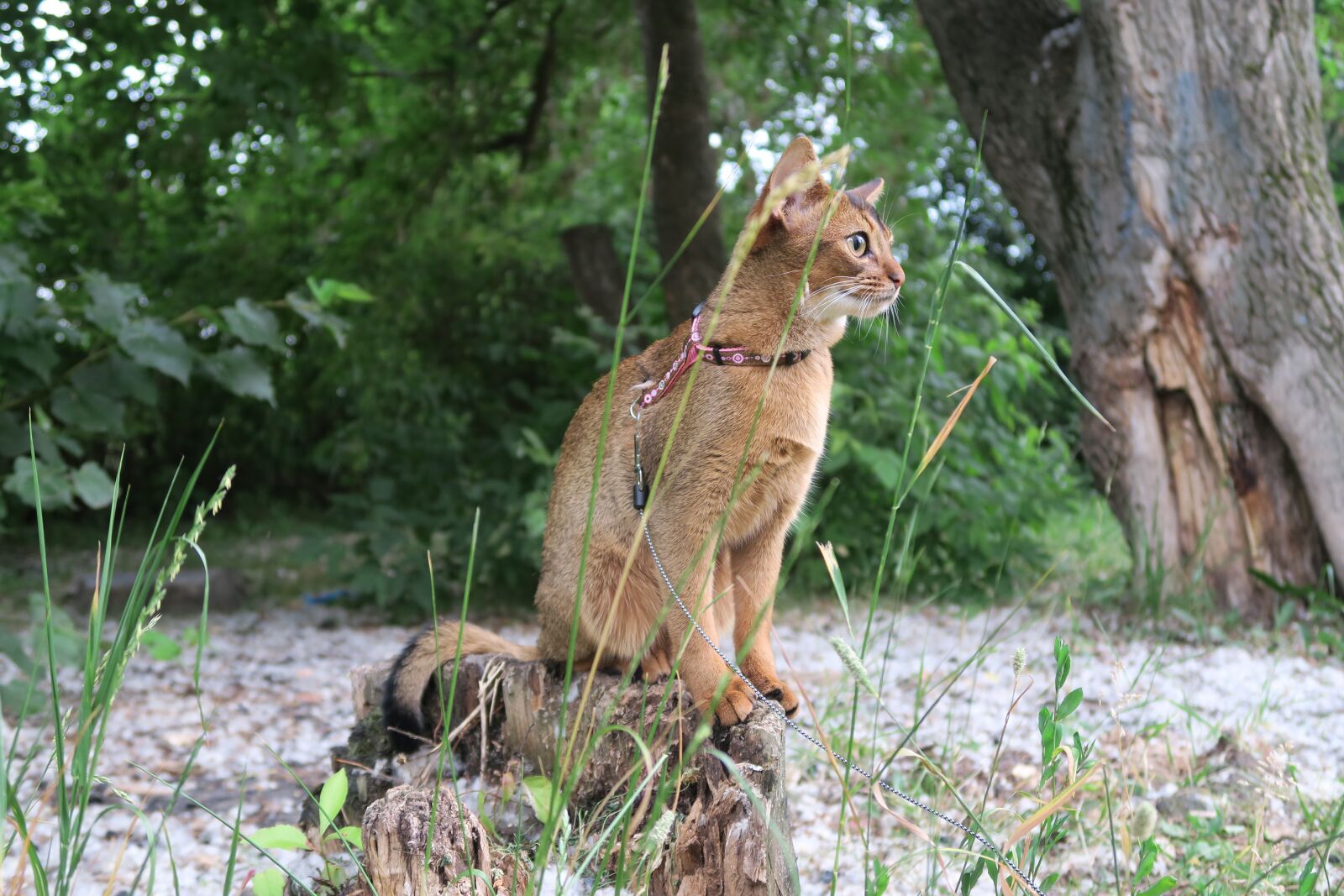 Canon PowerShot G7 X sample photo. Abissintsykoshki, koshkiabissintsy, abyssinians photography