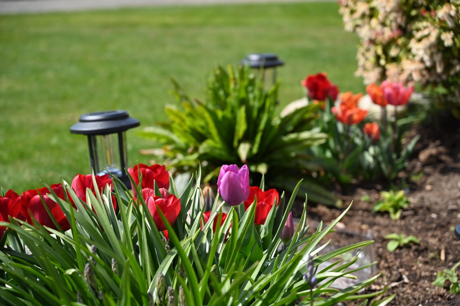 Nikon Nikkor Z 24-70mm F4 S sample photo. Tulips, flowers, garden photography