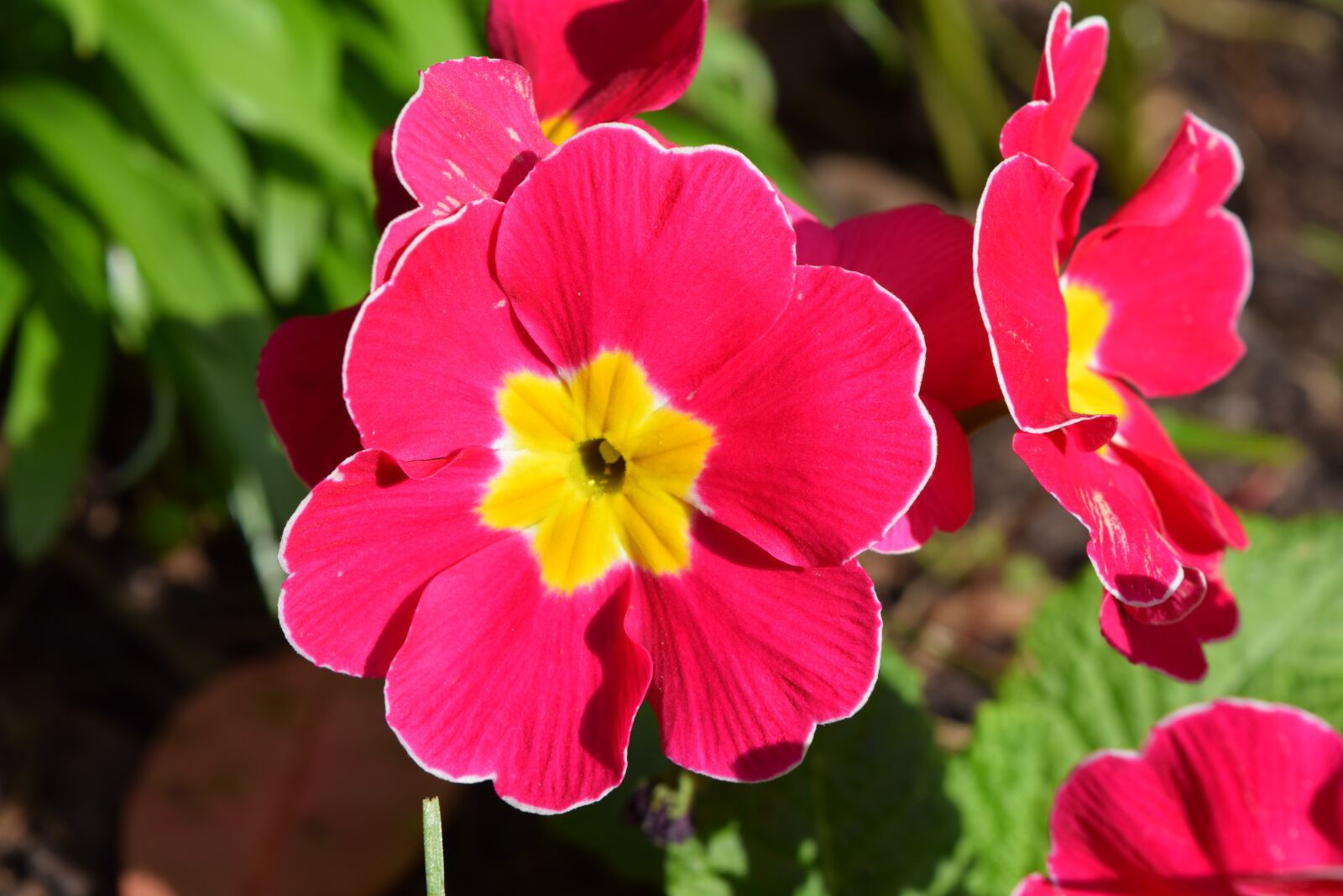 Nikon D5300 sample photo. Pansy, flower, pink photography