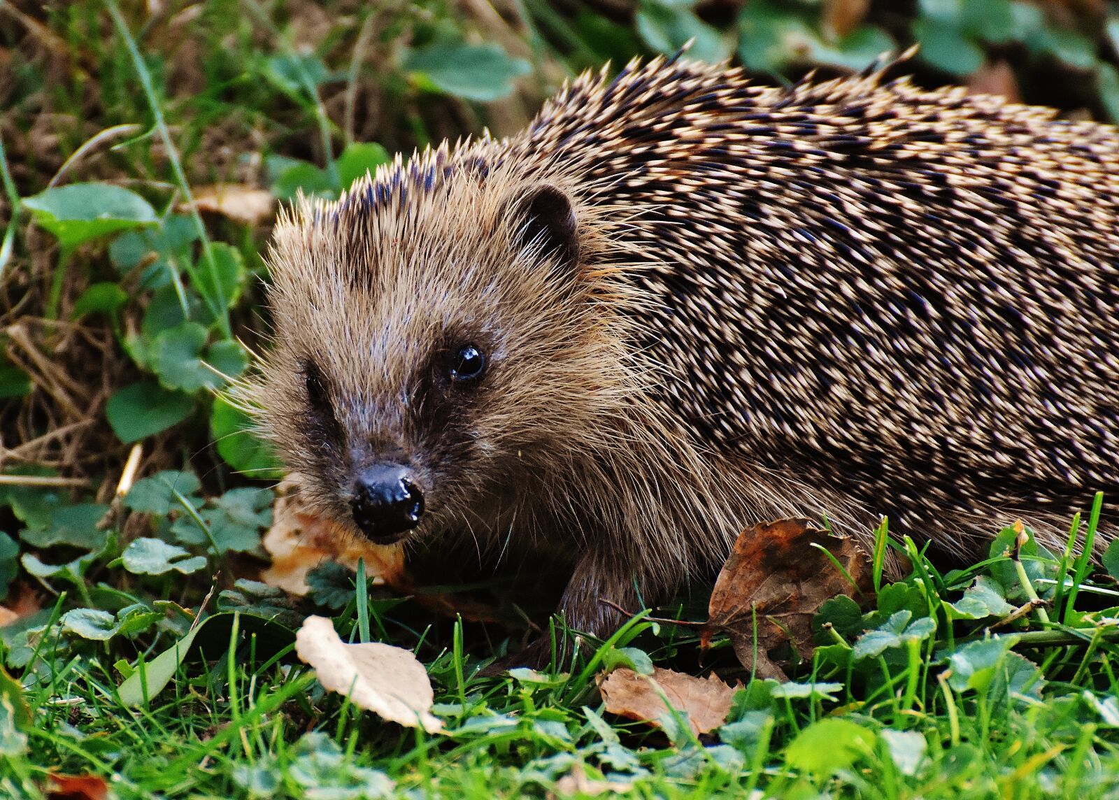 Nikon D7200 sample photo. Hedgehog, animal, spur photography