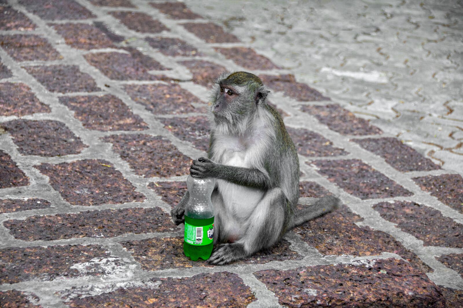 Nikon D5600 sample photo. Monkey, animal, zoo photography