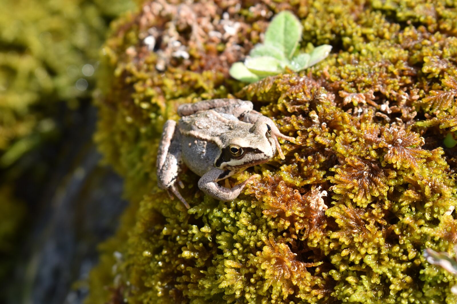 Nikon D5600 sample photo. Frog, toad, amphibian photography